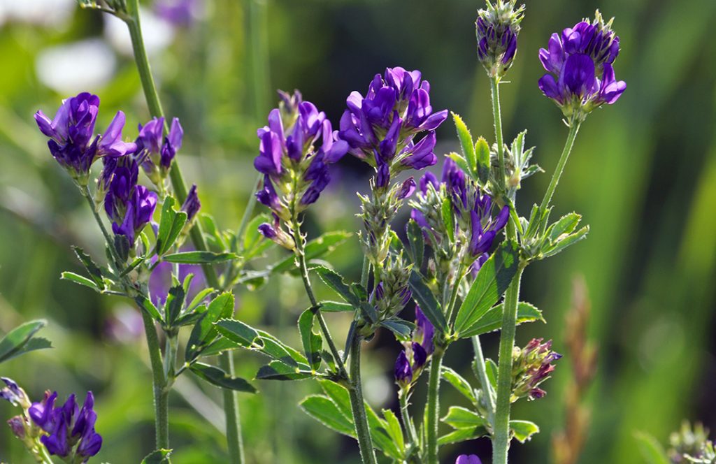 alfalfa