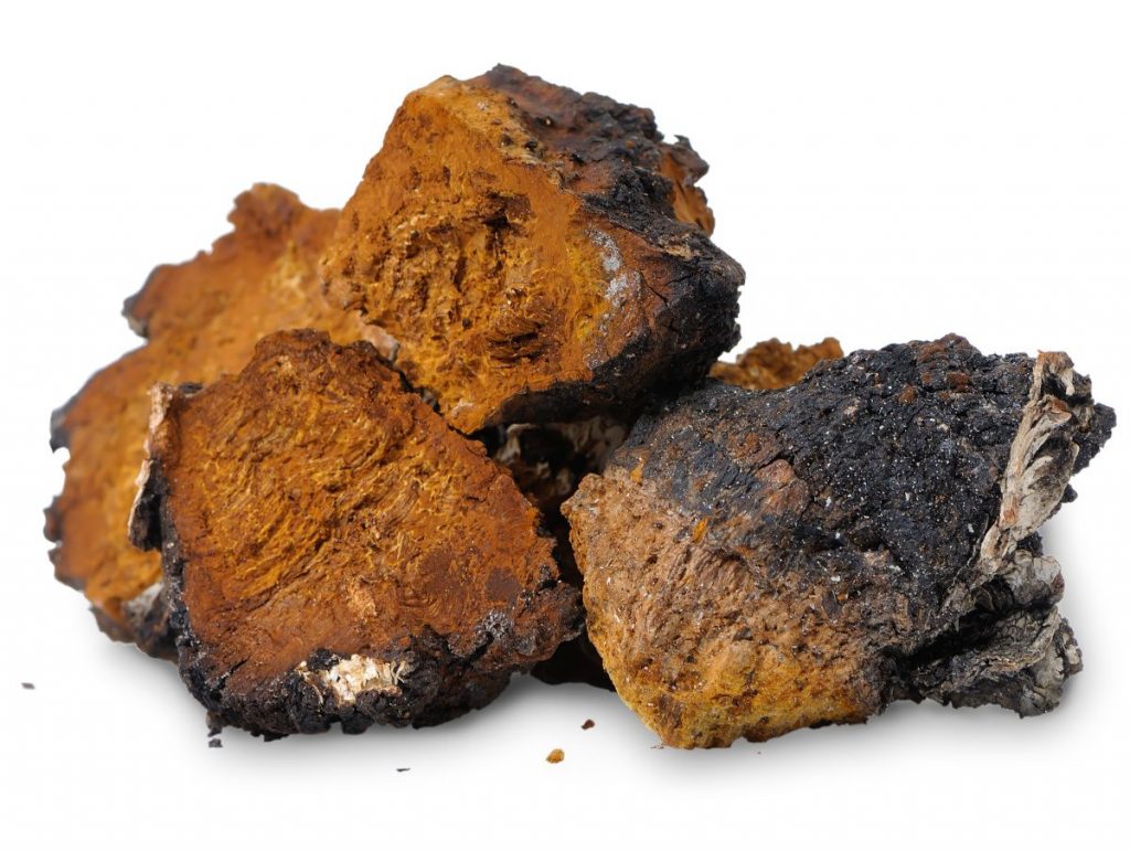 chaga extract-SRBio