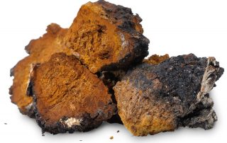 chaga extract-SRBio