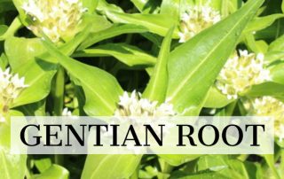 gentian-root