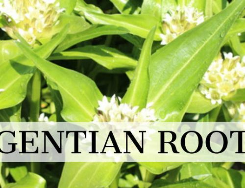 Stories of Gentian Root: A Legacy of Healing