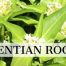 gentian-root